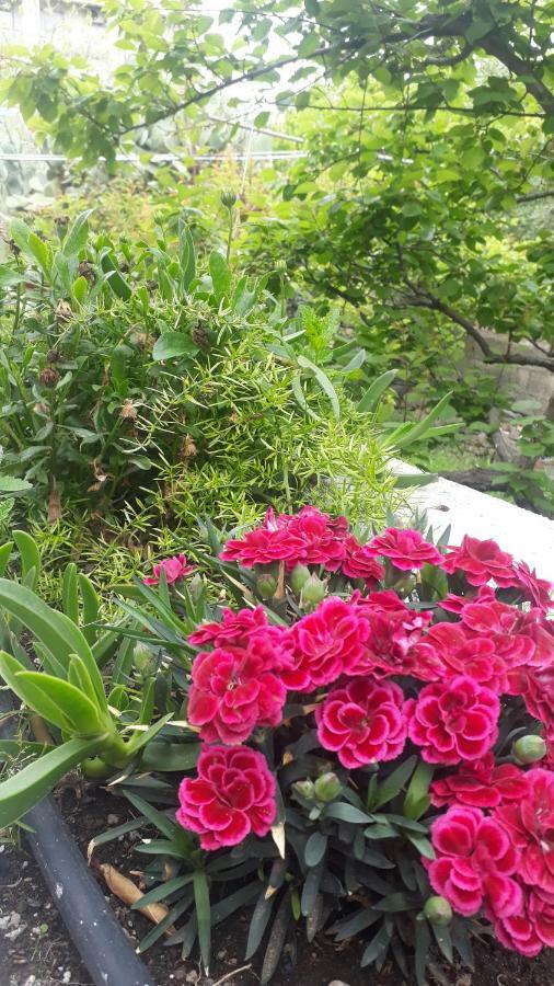 Willa Carrubo - Giardino In Citta Katania Zewnętrze zdjęcie